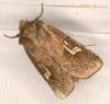 Phragmatiphila nexa